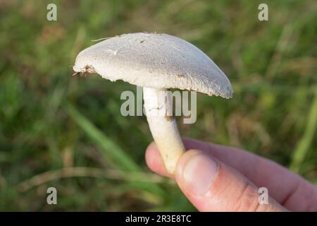 In den Händen eines Mannes, der den Pilz Agaricus arvensis hält Stockfoto