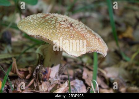 Im Herbst wächst Pilz Amanita Pantherina vergiftet Stockfoto