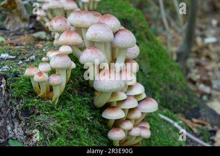 Wachsen Sie auf moosvergifteten Pilzen, die Honig ähneln Stockfoto