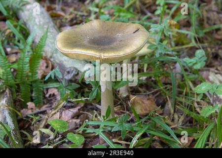 Essbare Russula Pilze Russula Aeruginea mit einer grünen abgeschrägten Kappe wächst im Wald Stockfoto