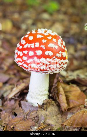 Wächst im Wald Giftpilze fliegen rot Stockfoto