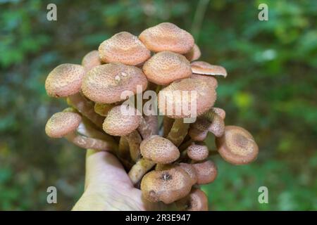 Der Mann hält auf seiner Handfläche eine Menge Pilze, bekannt als Honigpilz Stockfoto