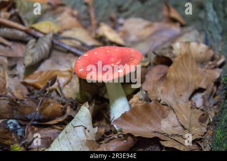 Roter Russula-Pilz, der sich in den Blättern im Wald versteckt Stockfoto