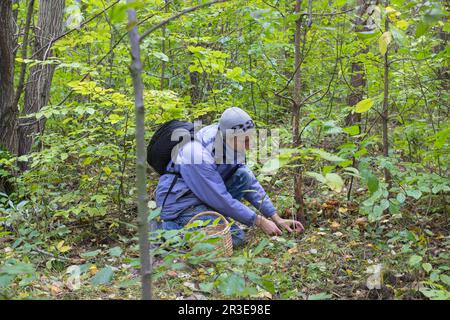Ein Mann, der in einem Korb Pilze pflückt Stockfoto
