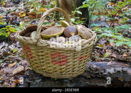 Ein Korb voller Pilze wurde im Wald gesammelt Stockfoto