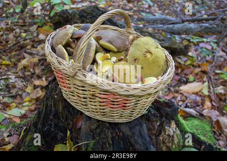 Die Pilzsaison begann, die Pilze werden in einem Korb im Wald aufgefangen Stockfoto