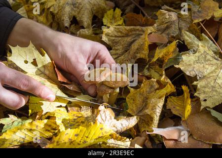 Unter den Blättern nach Pilzen im Wald suchen Stockfoto