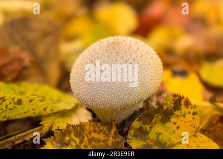 Junge Pilze Lycoperdon Perlatum im Wald Stockfoto