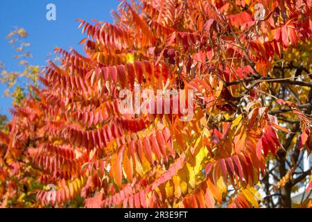 Bush Rowan wird im Herbst rot Stockfoto