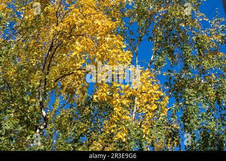 Gelbe Blätter Birkenbaum im Herbst auf den Zweigen grüne Birkenblätter Stockfoto