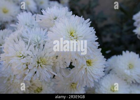 Viele Herbstblüten der Chrysanthemblüten im Blumenbeet Stockfoto