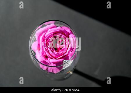 Weinglas gefüllt mit rosafarbenem Blumenpetalson-Tisch mit schwarzem. Minimales, modernes Stillleben. Urlaubskonzept Valentine oder Womans da Stockfoto