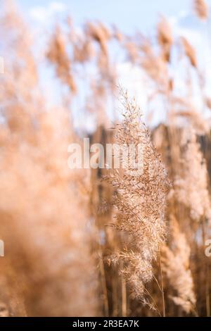 Pampagras. Trockenes beigefarbenes Schilf. Abstrakter natürlicher Hintergrund. Pastellfarbene, neutrale Farben. Erdtöne. Wunderschöne Einrichtung im Naturstil. Stockfoto