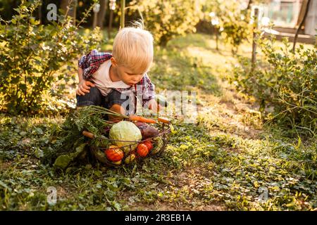 Das Kleinkind untersucht einen Korb mit Gemüse Stockfoto