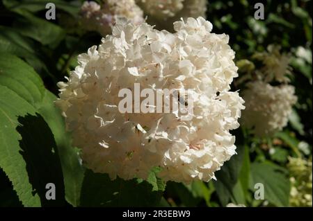 Hortensien involucrata sterilis Stockfoto