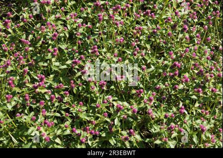 Gomphrena deumbens Stockfoto