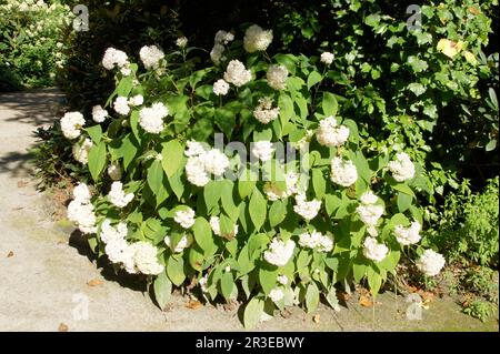 Hortensien involucrata sterilis Stockfoto