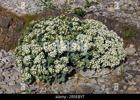 Crambe maritima (Meerkohl) eine halophytische (salztolerante) blühende Pflanze, die hauptsächlich auf Küstenschindeln vorkommt. Sie kommt in Europa bis zum Kaukasus vor. Stockfoto