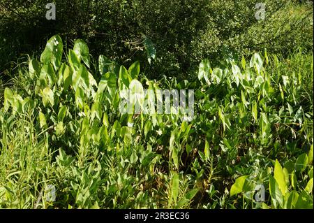 Sagittaria latifolia, Pfeilspitze Stockfoto