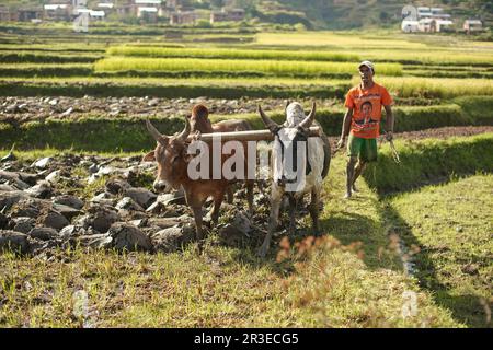 Manandoana, Madagaskar - 26. April 2019: Unbekannter madagassischer Mann, der an sonnigen Tagen auf einem Pflügen im Freien arbeitet. Zwei Zebu-Rinder vor ihm, die si ziehen Stockfoto