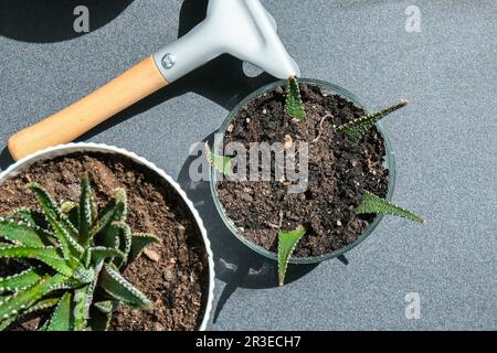 Nahaufnahme eines weiblichen Handtransplantats. Hausgarten-Konzept. Gartengeräte. Gärtnerarbeitsplatz. Erde in einem bucke Stockfoto