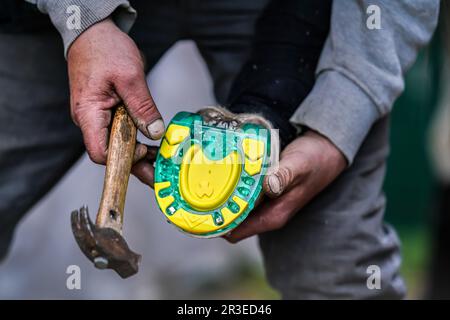 Man Farrier, der Plastik-Hufeisen am HUF installiert. Nahaufnahme der Hände mit Tierfüßen und Hammer Stockfoto