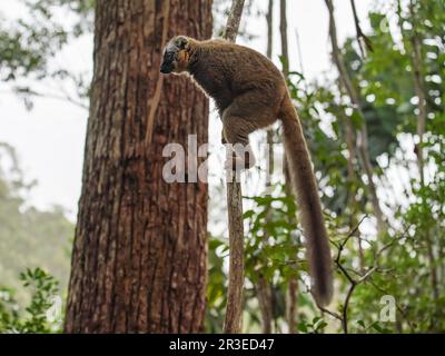 Gemeinsame braun lemur - Eulemur fulvus-Holding auf einem Baum, verschwommen Wald im Hintergrund. Lemuren sind endemisch auf Madagaskar Stockfoto