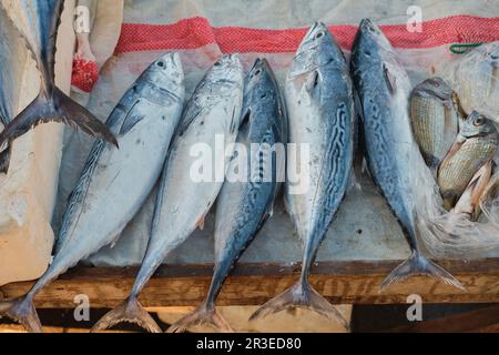 Frischer Thunfisch wird an der Fischtheke am Pier verkauft. Frisch gefangener roher Fisch auf der Fischtheke, mediterrane Ernährung. Selektiver Fokus Stockfoto