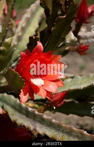 Im Frühling blühen wunderschöne lachsrosa Epiphyllumblüten auf grünen Stängeln Stockfoto