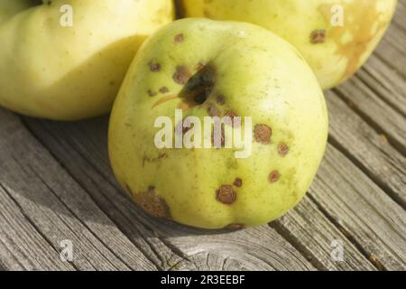 Malus domestica Weisser Wintertaffetapfel, Apfel, Venturia inaequalis, Apfel sca Stockfoto