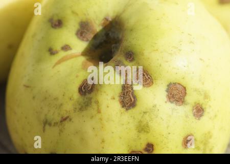 MMalus domestica Weisser Wintertaffetapfel, Venturia inaequalis, Apfelschorf Stockfoto