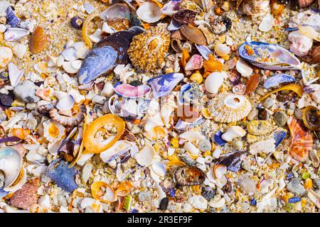 Blick von oben auf angeschwemmte und zerbrochene Muscheln am Sandstrand Stockfoto