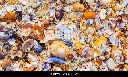 Blick von oben auf angeschwemmte und zerbrochene Muscheln am Sandstrand Stockfoto