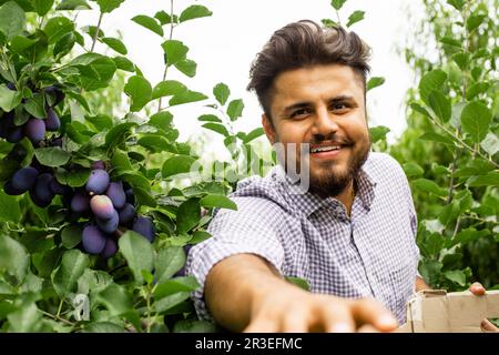 Indische Gärtner pflücken reife Pflaumen im Garten Stockfoto