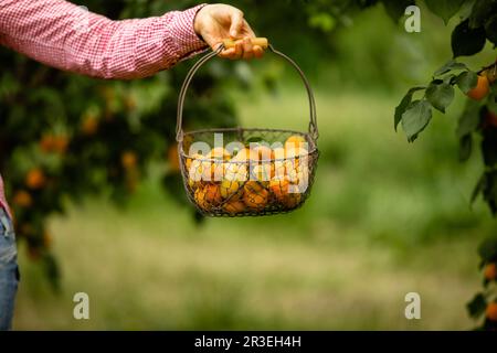 Weiblicher Handkorb mit frischen Aprikosen Stockfoto