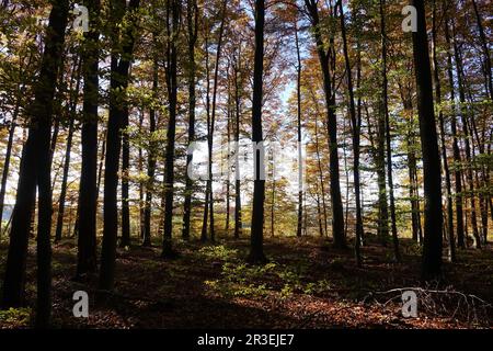 Fagus sylvatica, Buche, Herbst Stockfoto