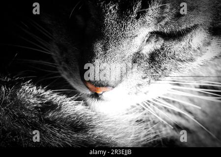 Nahaufnahme von Tabby Cat Stockfoto