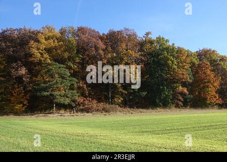 Quercus robur, Deutsche Eiche, Mischwald, Herbst Stockfoto