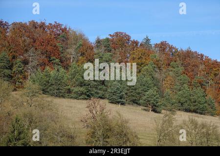 Pinus Sylvestris, Kiefer Stockfoto