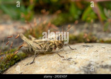 Brauner Grashüpfer auf einem Stein Stockfoto
