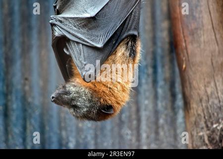 Die Fledermaus hat ein wolliges goldenes Fell auf Kopf, Hals, Schultern und manchmal auch auf dem Rücken. Ihre Flügel sind schwarz und nicht gefärbt. Flugfüchse oder Stockfoto