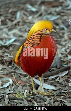 Der männliche Goldfasan hat eine sehr helle Farbe mit einer gelben Krone und einem unteren Rücken, dunklen Flügeln und einem oberen Hals, roten Unterteilen und einem langen feinen barr Stockfoto