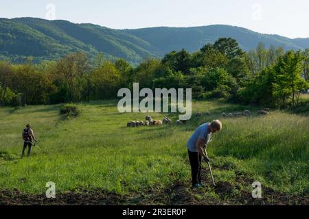 Ländliche Landschaft, Frau, die Kartoffeln mit einer Hacke jätet, Mann, der hohes Gras mit einem Trimmer trimmt, und Schafe, die auf der Wiese am Abend grasen Stockfoto