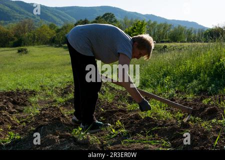 Eine Frau, die das Feld mit einer Hure in der Dämmerung an einem Frühlingstag auf dem Land jätet. Landwirtschaftskonzept Stockfoto