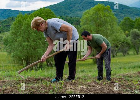 Eine Frau und ein Bauer, die das Feld hacken und es an einem Frühlingstag auf dem Land von der Ernte jäten. Landwirtschaftskonzept Stockfoto