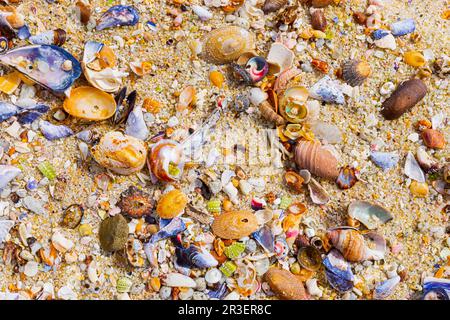 Blick von oben auf angeschwemmte und zerbrochene Muscheln am Sandstrand Stockfoto