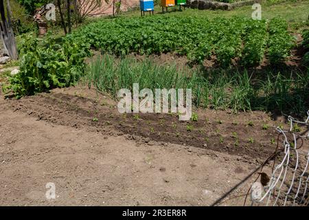 Blick auf einen Garten mit frisch gepflanzten Paprika, Zwiebeln und anderem Gemüse. Landwirtschaftskonzept Stockfoto