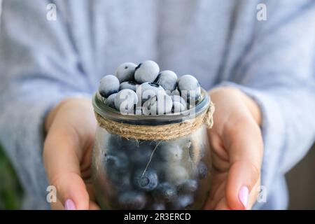 Eine Frau, die eine Schüssel mit gefrorenen Heidelbeeren hält. Erntekonzept. Weibliche Hände sammeln Beeren. Konzept der gesunden Ernährung. St Stockfoto