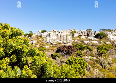 Zerklüftete Berglandschaft mit Fynbos-Flora in Kapstadt Stockfoto