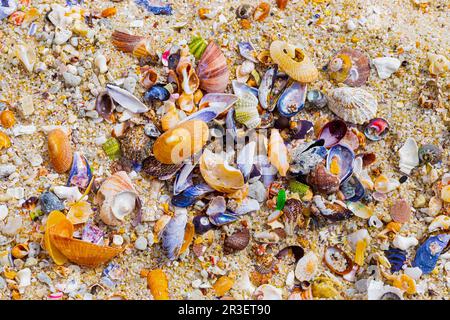 Blick von oben auf angeschwemmte und zerbrochene Muscheln am Sandstrand Stockfoto